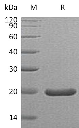 SHH Protein, Mouse, Recombinant (C25II)