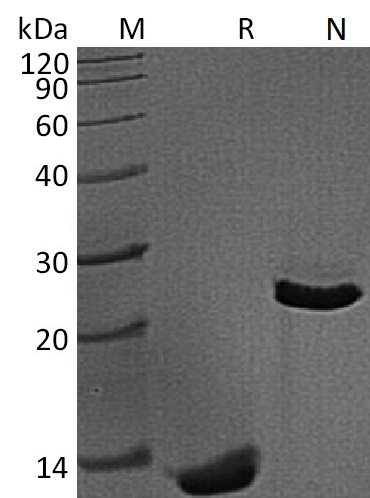 TGF beta 1 Protein, Mouse/Rat, Recombinant