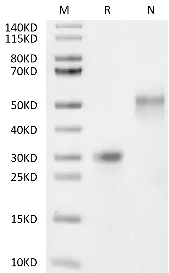 VEGF165 Protein, Human, Recombinant (His & Avi), FITC-Labeled