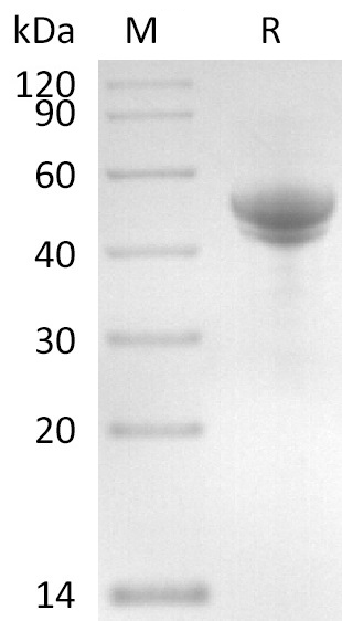 Flagellin Protein, Salmonella Typhimurium, Recombinant