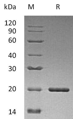 SHH Protein, Human, Recombinant