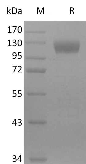 Siglec-10 Protein, Mouse, Recombinant (hFc)