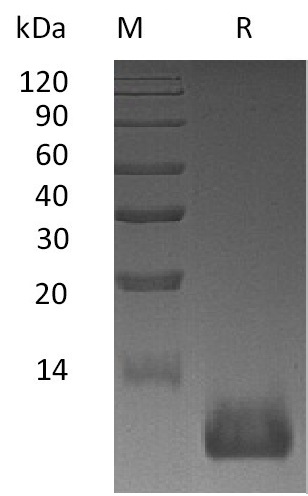 SDF-1/CXCL12 Protein, Mouse, Recombinant