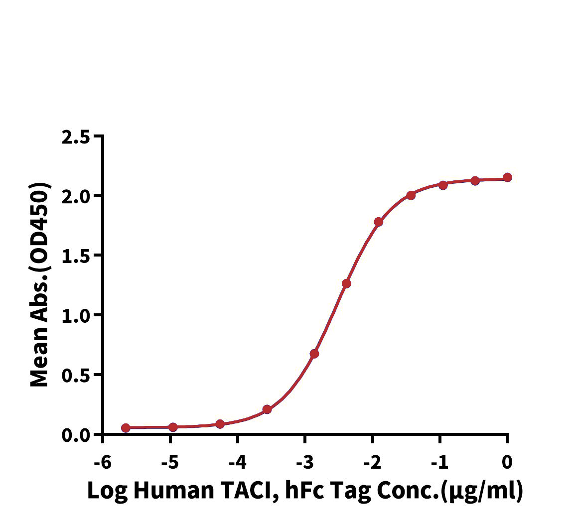 BAFF/TNFSF13B Trimer Protein, Human, Recombinant (His & Flag)