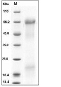 Osteopontin Protein, Human, Recombinant (His)