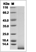 IGF1/IGF-I Protein, Mouse, Recombinant