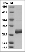 Prolactin Protein, Human, Recombinant (His)