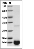 TGF alpha Protein, Human, Recombinant