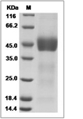 FSTL1 Protein, Mouse, Recombinant (His)