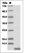 GRO beta/CXCL2 Protein, Human, Recombinant