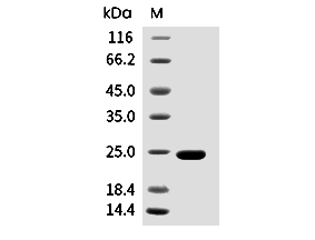 FGF-19 Protein, Human, Recombinant