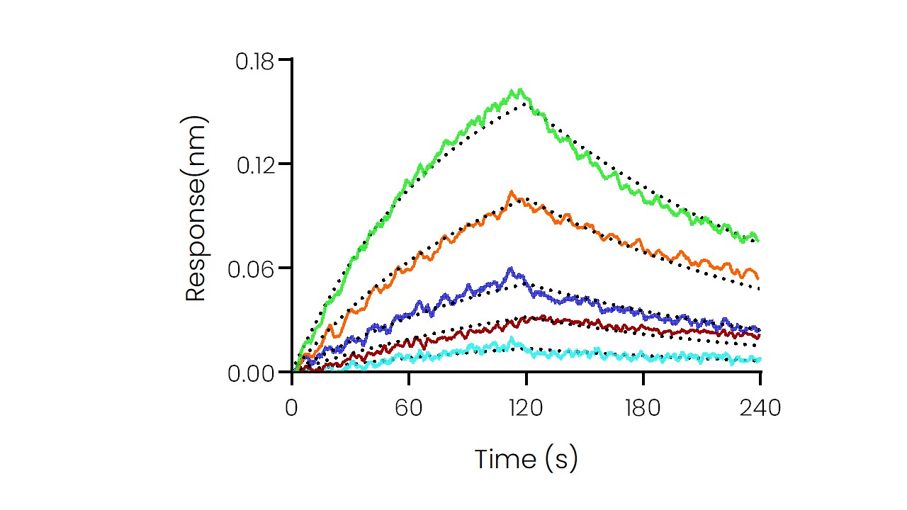 Interferon alpha 2/IFNA2 Protein, Human, Recombinant