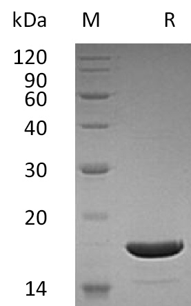 TRAIL/TNFSF10 Protein, Human, Recombinant