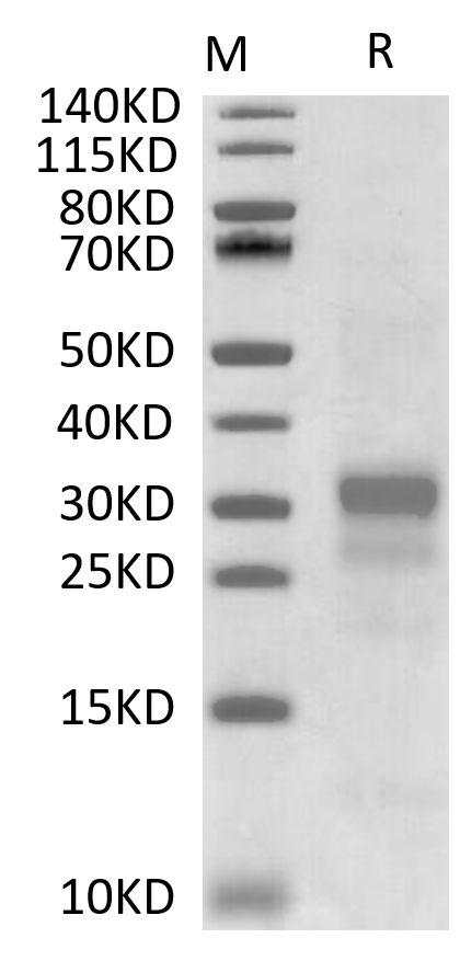 IFN gamma Protein, Human, Recombinant (His & Avi)