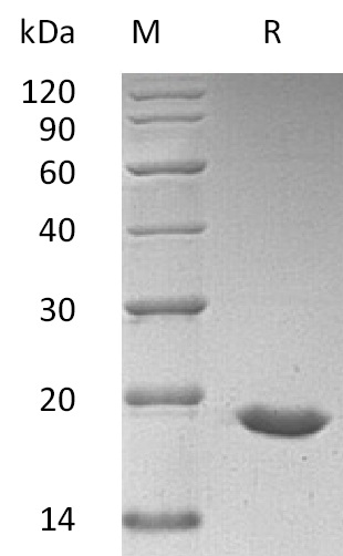 SUMO3 Protein, Human, Recombinant (E.coli, His)