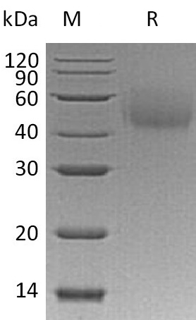 LYVE1 Protein, Human, Recombinant (His)