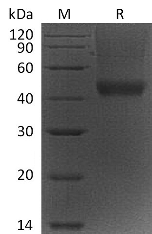 Decorin Protein, Mouse, Recombinant (His)