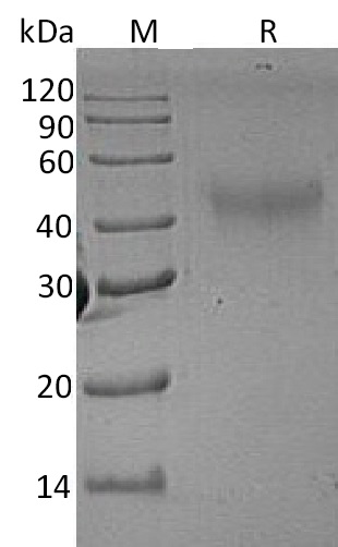 M-CSF/CSF1 Protein, Rat, Recombinant