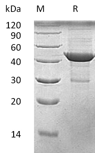 Beta-Actin Protein, Human, Recombinant (His)