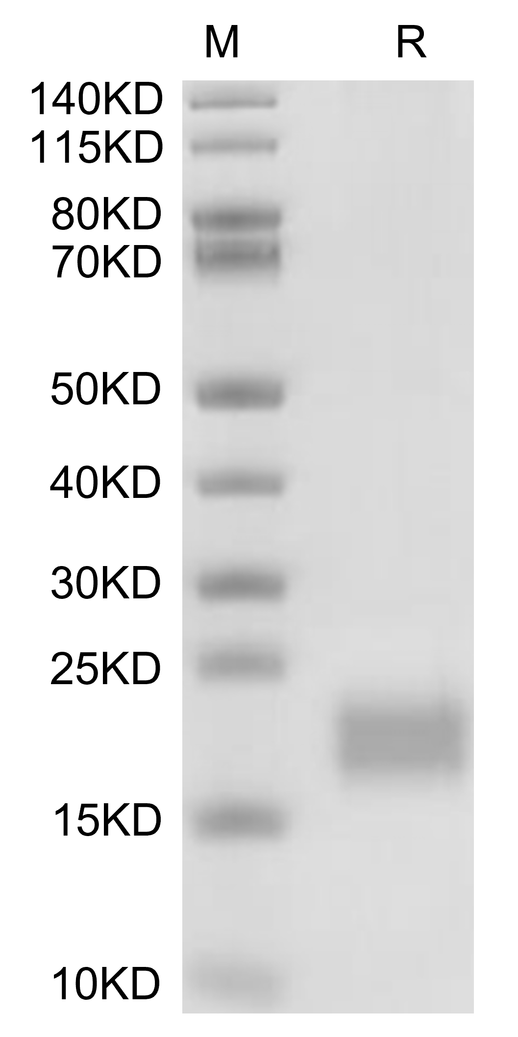 CXCL13/BCA-1 Protein, Mouse, Recombinant (His)