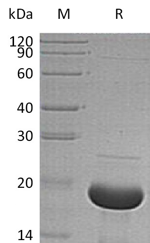 Alpha-synuclein Protein, Human, Recombinant (His)