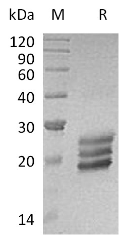 IL-25/IL17E Protein, Human, Recombinant (His)