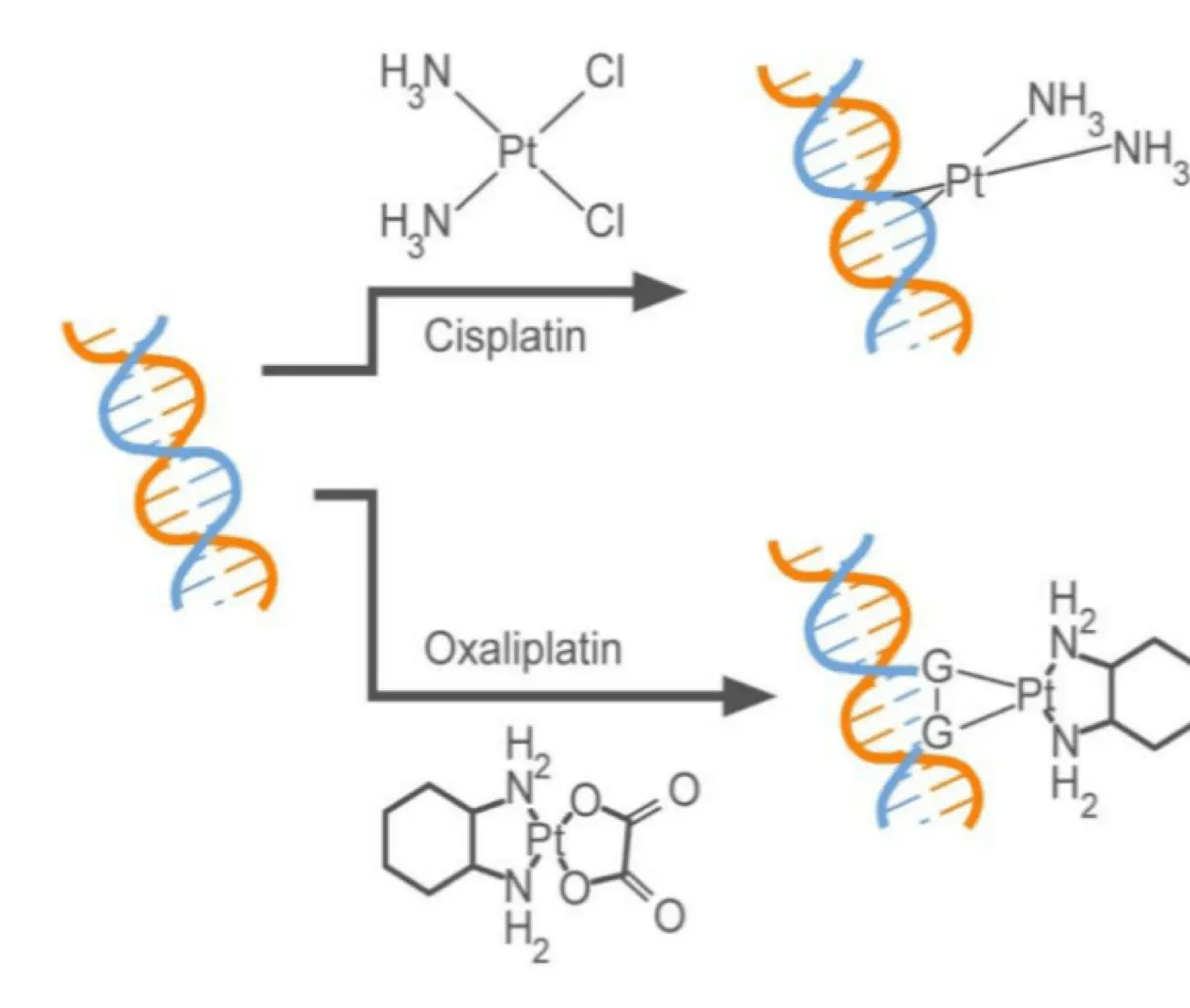 WIKIMOLE—Oxaliplatin