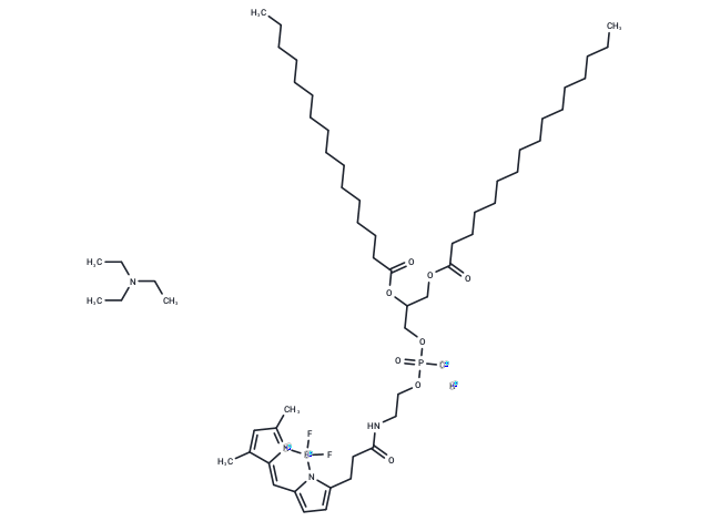 BODIPY FL-DHPE